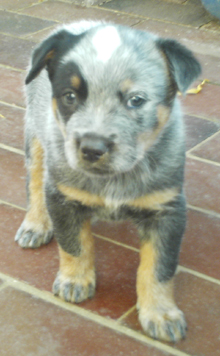 Pup #4 - Di @ 5 Weeks - Don't forget to VOTE for ME! 