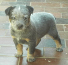Pup #2 - Zak @ 5 Weeks - Don't forget to VOTE for ME!