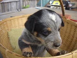 Puppy #6 - BG - 5 weeks old - Hey don't forget to VOTE for ME!