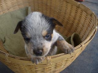 Puppy #7 - Jesse - 5 weeks old - Hey don't forget to VOTE for ME!