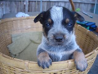 Puppy #8 - Bakes - 5 weeks old - Hey don't forget to VOTE for ME!